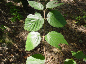 Arrowwood Viburnum leaves